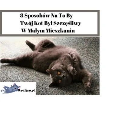 Okładka: 8 Sposobów Na To By Twój Kot Był Szczęśliwy W Małym Mieszkaniu