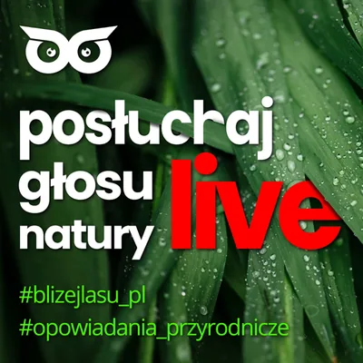 Okładka: Posłuchaj głosu natury live z BlizejLasu.pl